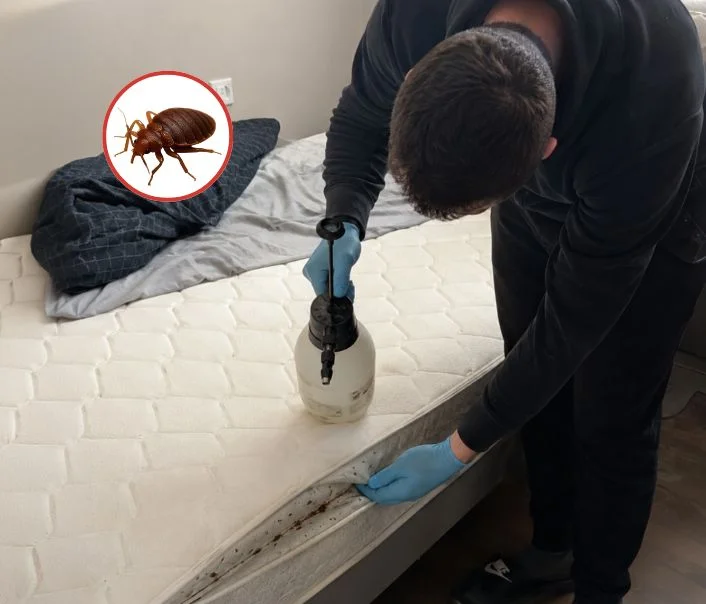 Technicien traitant un matelas contre les punaises de lit à La Chapelle-la-Reine